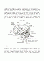 신경계의 구조 4페이지