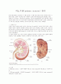 비뇨기관(urinary system) 정리 1페이지