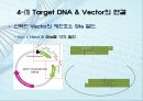 유전자클로닝 관련 레포트자료 25페이지