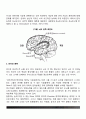 두뇌와 언어에 대해서 간략히 설명하시오 5페이지