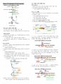 레닌저 생화학 22~28장 요점정리 14페이지