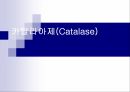 Catalase 카탈라아제 효소 조사 1페이지