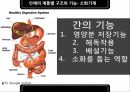 인체의부위,인체의구성,인체의계통별구조와기능 19페이지