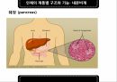 인체의부위,인체의구성,인체의계통별구조와기능 23페이지