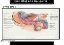 인체의부위,인체의구성,인체의계통별구조와기능 35페이지