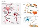 운동을 통한 신경계의 변화,신경의 일반적 이해구조와 기능,뉴런의 구조,감각 운동신경계의 통합 조절 작용 10페이지