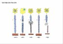 운동을 통한 신경계의 변화,신경의 일반적 이해구조와 기능,뉴런의 구조,감각 운동신경계의 통합 조절 작용 17페이지