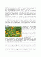 [허브] 그리스로마신화 속 허브, 우리나라 전통 허브, 북유럽의 허브 2페이지