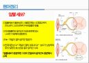 통증생리,통즈으이정의,글곡격계,신경계,말초신경계,감각수용기 56페이지