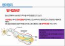 통증생리,통즈으이정의,글곡격계,신경계,말초신경계,감각수용기 69페이지