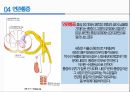 통증의지각과전달과정,통증의신경전달,통증신경회로,연관통증,근막통증후근,척수의신경로,오름조절,통증인지,전기치료 36페이지