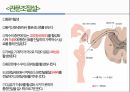 통증의지각과전달과정,통증의신경전달,통증신경회로,연관통증,근막통증후근,척수의신경로,오름조절,통증인지,전기치료 48페이지