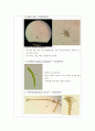 광학현미경을 통한 원생생물의 관찰 및 구조적 특징 기술 4페이지