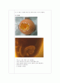 (생물실험) 수정란 (chick embryo) 관찰 실험 3페이지