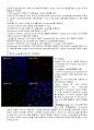 [만점레포트] 세포 이미징 기법들과 면역항체(immunofluorescence)기법 13페이지