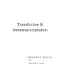 [만점레포트] transfection, immunoprecipitation 과정 및 결과 분석 방법 1페이지
