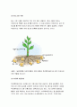 식용작물학2B형 2021) 콩은 질소비료를 적게 주어도 충분한 생육이 가능하다 식용작물학2B형 그 이유와 질소고정에 대하여 식용작물학 설명하시오. 7페이지