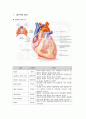 [해부학 A+] 심혈 관계(Cardiovascular System) 용어 정의 및 분석 2페이지