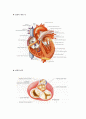 [해부학 A+] 심혈 관계(Cardiovascular System) 용어 정의 및 분석 3페이지
