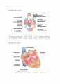 [해부학 A+] 심혈 관계(Cardiovascular System) 용어 정의 및 분석 5페이지