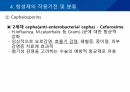 대학병원 출신 간호사가 작성한 (균주별 항생제 사용) 28페이지