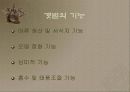 갯벌에 대하여 5페이지