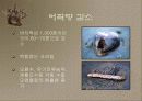 갯벌에 대하여 24페이지