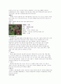 봄화단의 꽃조사 21페이지