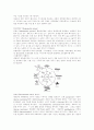 미생물 실험 보고서, MICROSCOPY, 미생물 순수배양 3페이지