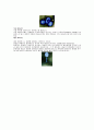 미생물의 분류 4페이지