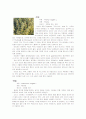 허브의 종류와 특성 12페이지