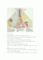 사람의 배 발생 3페이지