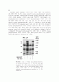 GM-CSF Signaling Pathways and Anti-apoptotic Activ 5페이지