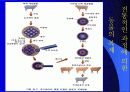 인간복제에 대해서 (복제인간,생명복제,생명공학) 9페이지