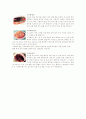 북한 음식 7페이지