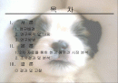 애견마케팅 2페이지