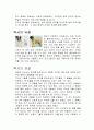 애완견 BOXER(복서) 3페이지