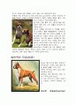 애완견 BOXER(복서) 6페이지