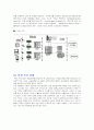 IMT-2000 10페이지