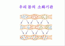 우리 몸의  소화기관 1페이지