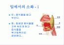 우리 몸의  소화기관 4페이지