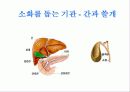 우리 몸의  소화기관 12페이지