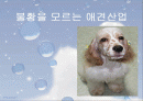 애견마케팅 1페이지