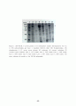 Bacillus thuringiensis가 생산하는 살충성 단백질들과 그 유전자들에 대한 고찰 27페이지