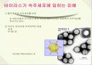바이러스와 생활 5페이지