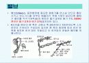 자동차의 구조와 발전사 19페이지