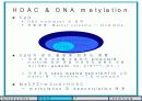 Histone modification 연구의 역사 7페이지
