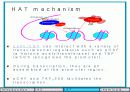 Histone modification 연구의 역사 16페이지