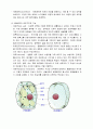 ★ 원핵세포와 진핵세포 ★ 4페이지