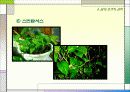 실내 조경 12페이지